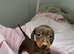 Miniature dachshund puppies