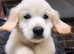 Golden retriever puppies ready now