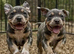 ABKC AMERICAN BULLY POCKETS CHAMPION BLOODLINES