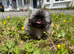 Kc female Pekingnese 8 weeks