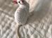 Beautiful Pure Cornish Rex Kittens &ndash; Ready for Loving Homes
