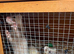 MALE FERRETS