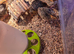 Coturnix Quail chicks
