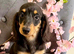 TOP QUALITY MINI LONG HAIR DACHSHUNDS READY!