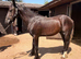 Friesian x cob