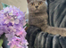 Beautiful British Shorthair kittens