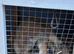 2 rabbits
