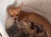 Pomchi puppies