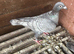 Rubella coloured racers