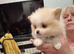 TEACUP Teddy Bear Pomeranians