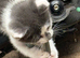 Ragdoll x ginger and white grey and white