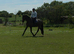 Absolute gentleman 16.2, 10 yr gelding