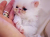 Exotic Persian Doll Face Kittens
