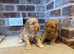 F1 cockapoo puppies