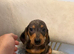 Miniature dachshund