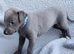 KC registered- True to type whippets