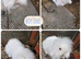 3 beautiful litter of mini lion lop