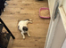 12week old cross bred kittens