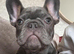 2 male french bulldog puppies