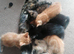 Male ginger kitten