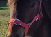 2 YEAR OLD GELDING