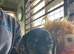 Stunning miniature dachshund