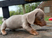 Beautiful Dachshund boys