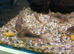 Bronze Corydoras (Corydoras aeneus)