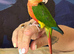 Hand reared tame yellowsided gcc (10)