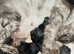 6 Beautiful full pedigree TICA registered Maine Coon kittens
