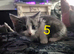 5 lovely kittens