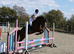 13.2 Show Jumping Gelding