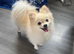 Pomeranian boy stud 15months old