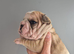 READY NOW French bulldog puppies
