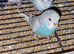 Super silly hand tamed baby budgies