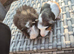 Baby Guinea Pigs Funky Teddy Crested