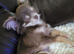 Female Russian long haired chihuahua