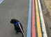 Patterdale terrier cross