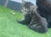 Kitten for good Home