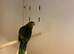 Hen Elegant Parakeet