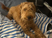 Labradoodle