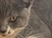 2 beautiful bsh kittens