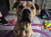Experienced Home Needed