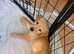 2 Male KC registered Fox Red Labrador READY NOW