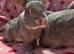 Blue fawn plush mini lop 11 weeks