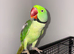 2 year old Alexandrine