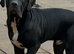 Stunning boy ready now!