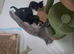 Last kitten left Russian blue x