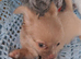 2 long coat chihuahua boys available