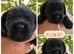 Beautiful Double Doodle puppies for sale